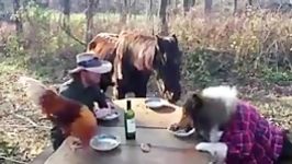 ناهار خوردن یک مزرعه دار حیواناتش