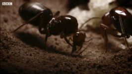 امپراتوری مورچه های بیابانی  ساختن یک امپراتوی توسط ملکه مورچه ها