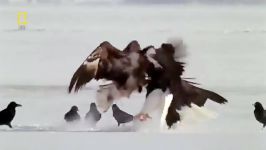 نبرد عقاب طلائی عقاب استلرطعمهٔ اصلی او ماهی پرندگان آبزی است.عقاب دریایی