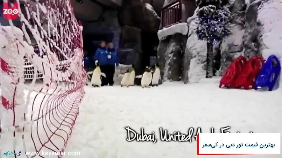 Snow Penguins at Ski Dubai برف بازی در کنار پنگوئن‌ها در اسکی دبی