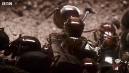 اعدام ملکه مورچه ها  گردن زدن ملکه توسط مورچه های خون آشام