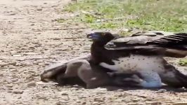 شکار وحشتناک گراز به وسیله عقاب  حیات وحش آفریقا