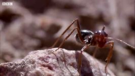 تکه پاره کردن پاهای ملکه مورچه ها توسط مورچه های خون آشام