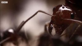 اعدام ملکه مورچه ها  گردن زدن ملکه مورچه ها توسط مورچه های خون آشام