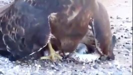 عقاب در حال خوردن مار  عقاب مار می خورد