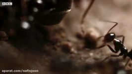 اعدام ملکه مورچه ها  گردن زدن ملکه توسط مورچه های خون آشام