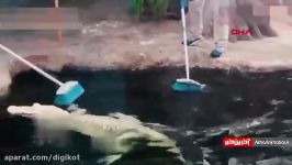 ماساژ دادن تمساح ها توسط مربیان در باغ وحش