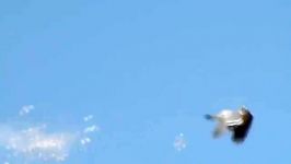 حرکت آهسته فشنگ ساچمه زنی در شکار کبوتر