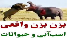 بزن بزن واقعی اسب ابی وحیوانات