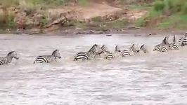 Great Migration River Crossing Masai Mara Kenya  Zebras Wildebeestis