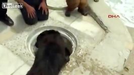سگِ مادر هر 7 توله اش را مرگ نجات داد
