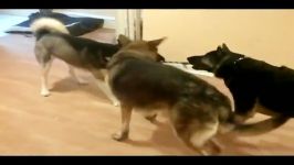 تقابل هاسکی جوان دو سگ ژرمن شفرد بالغ