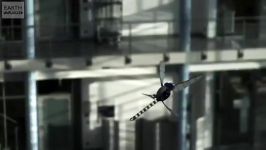 پرواز اعجاب آور روبات سنجاقک  Dragonfly Robot