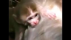 گریه بچه میمون بر جنازه مادرش