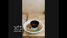 منبع غنی پروتئین برای فنچ زبرا