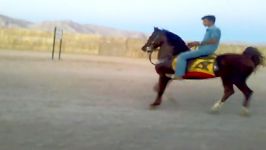 سیمرغ1  اسب عرب  اسب زیبا
