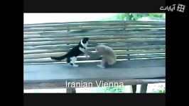 میمون زرنگ گربه تنبل