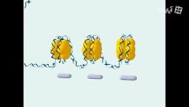 فشرده شدن DNA