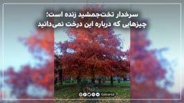 سرخدار تخت‌جمشید زنده است؛ چیزهایی درباره این درخت نمی‌دانید