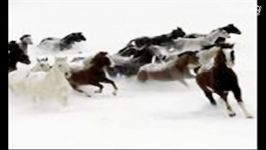 اهنگی فوق العاده غم انگیز الكساندر ریباك 13 horses