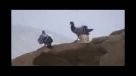 هنر نمایی کبوتر چاهی Rock Dove