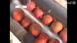 گزارش جالب کارخانه انجماد سریع