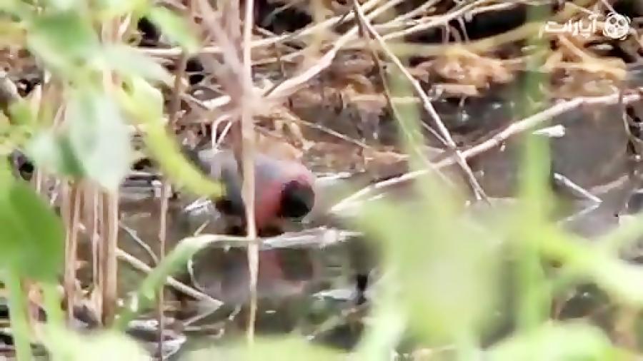 فنچ زیبای بول فینچ bullfinch