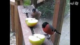 فنچ زیبای بولفینچ bullfinch