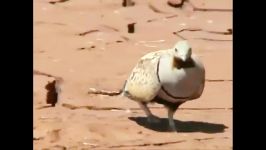 کوکر های زیبا sand grouse