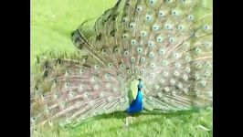 طاووس زیباباز کردن پرهای طاووس