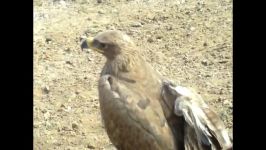 دوپرنده شکاری درباغ پرندگان بجستان