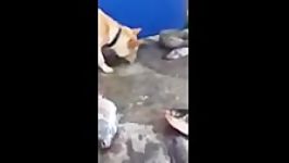 تلاش سگ برای نجات ماهی خدااااااا