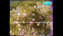 مستند گل های لایزنگان در دهه 60