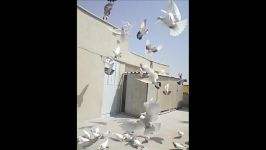 فروشگاه کبوتر در تهران  پرنده در تهران روی دیوار. گرو