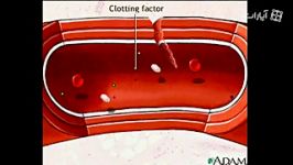 Blood clotting