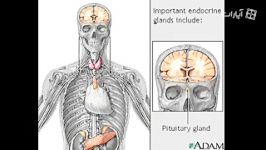 Endocrine glands