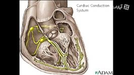 Cardiac conduction system