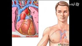 Cardiovascular system