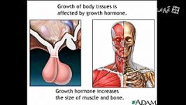 Pituitary gland