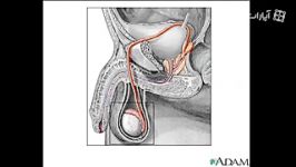 Sperm release pathway