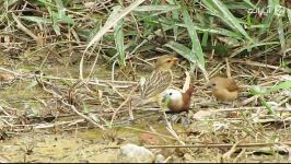 فنچ مونیای سر سفید White Headed Munia