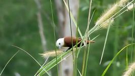 مونیای سر سفید White Headed Munia