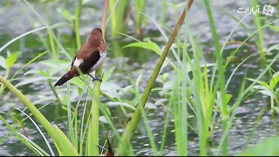 فنچ مونیای شكم سفید White rumped Munia