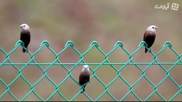 فنچ سر سفید در طبیعت White Headed Munia