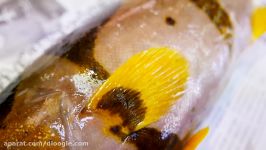 جاذبه های غذایی  زین هامور ماهی سوپ ساشیمی ژاپن