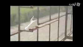 کبوتر های ایرانی در امریکا کفتر ویدیوهای سعیدs