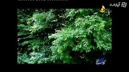 درختان انجیلی ایران درشمالParrotia persica