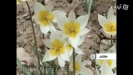 ویدیوی بسیار زیبا تصاویر طبیعت شهر مشکان فارس 