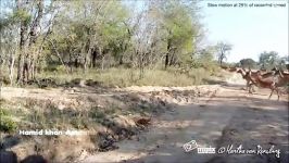 شکار زیبای ایمپالا توسط چیتا حرکت خارق العاده چیتا