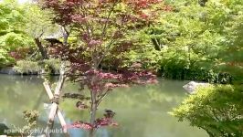اشنایی معابد ، قصر ها باغ های هدف گردشگری کیوتو در ژاپن